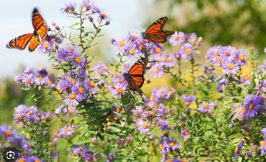 Butterfly Garden 2